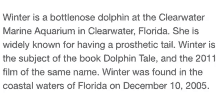 winter is a bottlenose dolphin at the clearwater marine aquarium in clearwater , florida