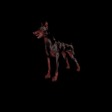 a black dog with red markings on its legs