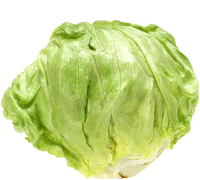 a head of lettuce with a white background