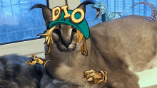 a cat wearing a hat that says dio is laying on a window sill