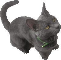 a gray cat with a green collar looks up