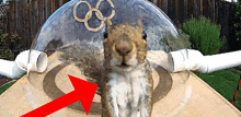 a squirrel standing in front of a clear dome with the olympic rings on it