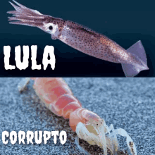 lula corrupto is written on a picture of a squid and a shrimp