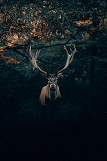 a deer with large antlers is standing in the dark in the woods .