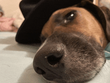 a close up of a dog 's nose with a black hat on