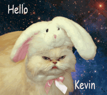 a cat with a stuffed bunny on its head with the words hello kevin below it