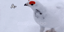 a white bird with a red head and black eyes is standing in the snow