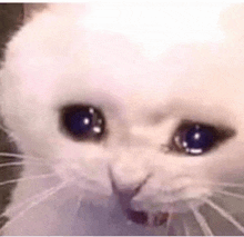 a close up of a white cat 's face with blue eyes looking at the camera .