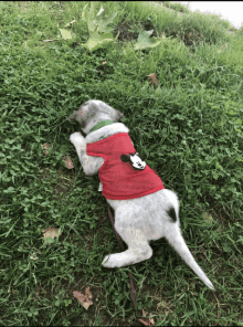 a puppy wearing a red mickey mouse shirt laying in the grass