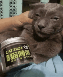 a person holding a cat next to a jar that says cat zaza on it