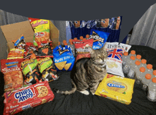 a cat sits on a bed surrounded by snacks including chips ahoy and doritos