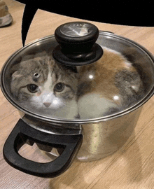 a cat is sitting in a pot with a glass lid