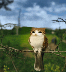 a bird with a cat face is perched on a wire