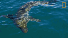 a shark is swimming in the ocean with a national geographic logo in the corner