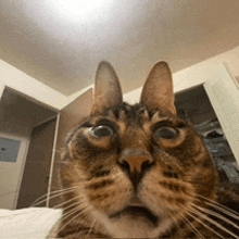 a close up of a cat 's face with a surprised look on its face