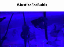 a picture of a fish tank with the words #justiceforbubls above it