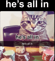 a cat sitting on top of a pile of poker chips with a caption that says he 's all in