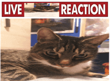 a cat is laying on a table under a sign that says live reaction