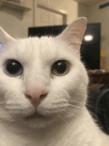 a close up of a white cat with blue eyes looking at the camera