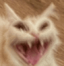 a close up of a cat 's face with its mouth open and sharp teeth .