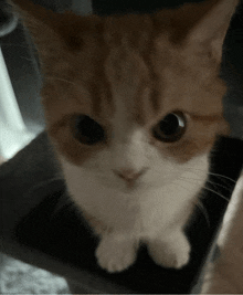 a close up of a cat looking up at the camera