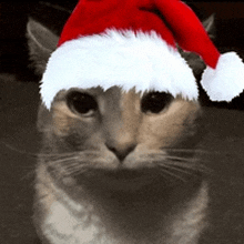 a cat is wearing a santa hat and looking at the camera