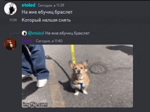 a picture of a dog on a leash is being displayed