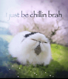 a picture of a rabbit with the words i just be chillin brah