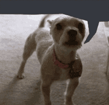 a dog with a pink collar is standing on a carpet