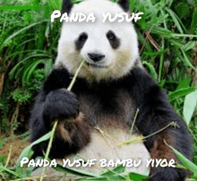 a panda bear is eating bamboo leaves with the words panda yusuf written above it