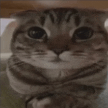 a close up of a cat 's face with a bow tie