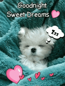 a small white dog is sleeping under a blue blanket with hearts around it and a goodnight sweet dreams message .