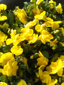 a bunch of yellow flowers and green leaves