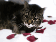 a cat is laying on a bed with red rose petals