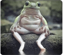 a frog is sitting on a rock with its legs crossed .