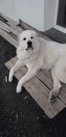 a large white dog is laying on a wooden platform