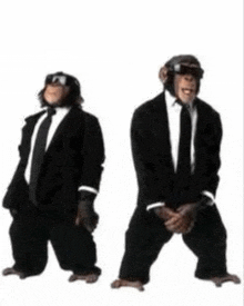 two chimpanzees wearing suits and goggles are standing next to each other on a white background