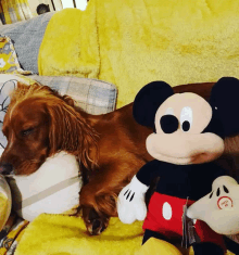 a dog is laying on a couch next to a mickey mouse stuffed animal