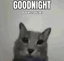 a cat with the words goodnight dream well about me above it