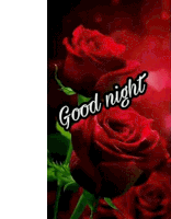 a good night greeting card with red roses on a black background .