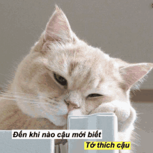 a close up of a cat with a caption that says den khi nao cau moi biet to thich cau