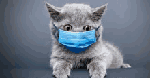 a gray kitten wearing a blue medical mask on its face .