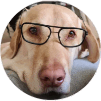 a dog wearing glasses is laying on a couch and looking at the camera