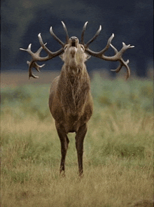 a deer with antlers is standing in a grassy field .