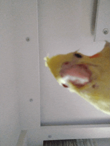 a close up of a bird with its mouth open looking up at the ceiling