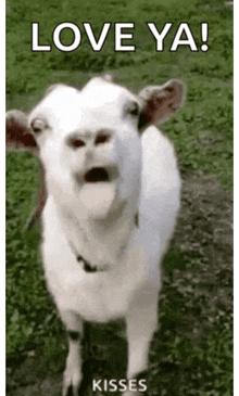 a goat is standing in the grass with its mouth open and the words love ya kisses below it