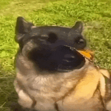 a dog is holding a butterfly in its mouth while sitting in the grass .