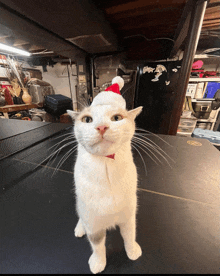 a white cat wearing a santa hat is standing on a counter