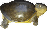 a turtle with a black shell and a yellow neck