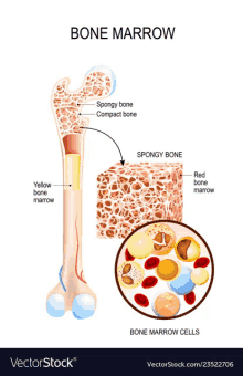 a diagram of the structure of a bone marrow and bone marrow cells